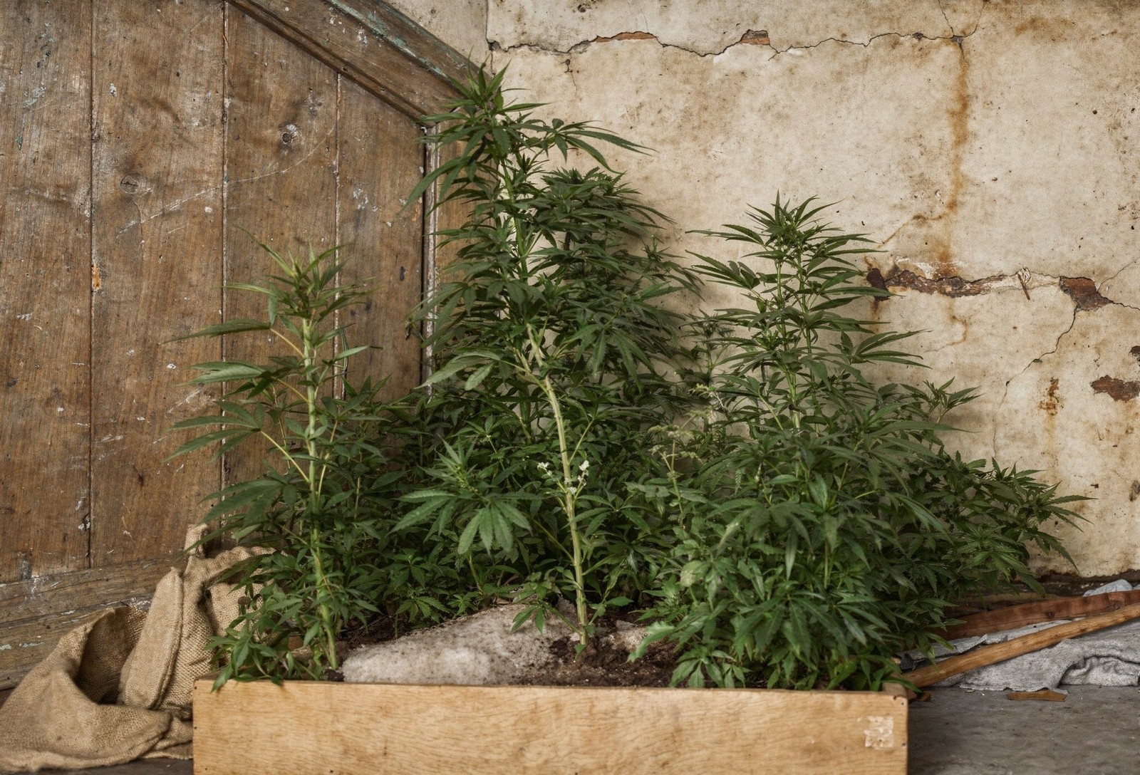 La Policía se incauta de plantas de marihuana en la capital grancanaria