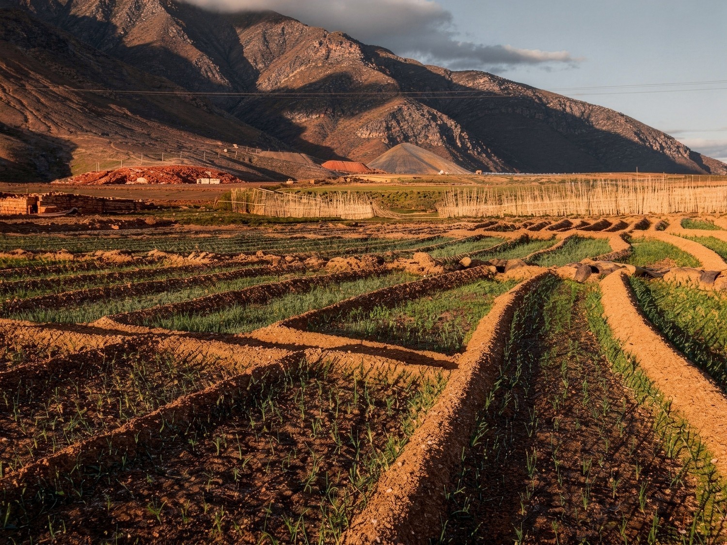 Se prohíbe la exportación de papas en Tenerife