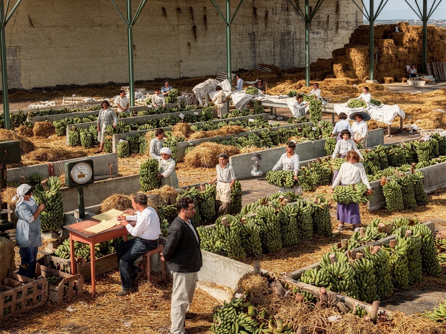 La crisis agrícola quita el sueño en Tenerife